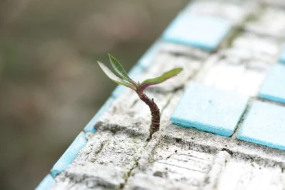 a plant is surviving in an unfit environment which metaphorically shows the purpose of life